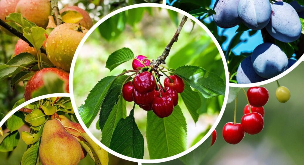 На базарі підказали: ці 5 плодових дерев можна садити у вересні, ще й сорти назвали – перезимують “на ура” 