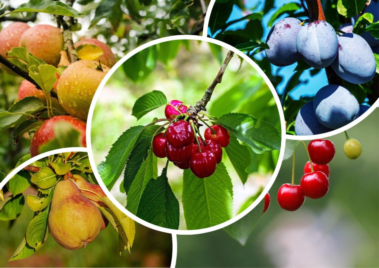 Садівники розповіли, які плодові дерева можна посадити у вересні