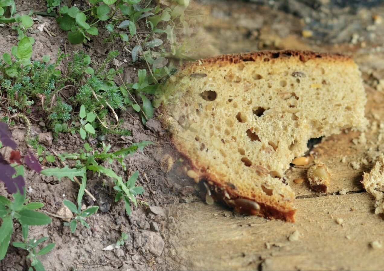 Городники поділилися бюджетним способом відновлення ґрунту