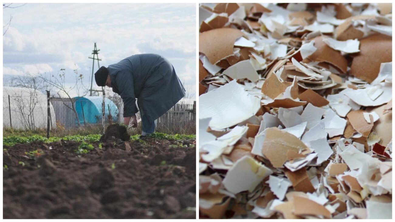 Городники розповіли, як відновити ґрунт після вирощування цибулі