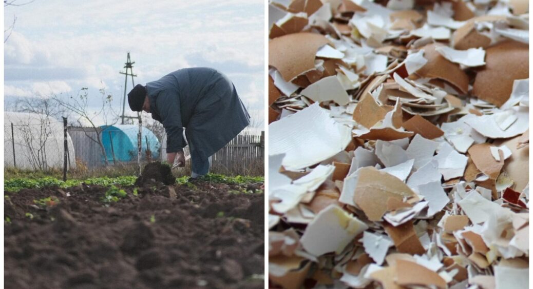 Це безплатне “сипуче” золото оновлює землю після збору цибулі на 1-2-3: кращого ефекту годі й чекати 
