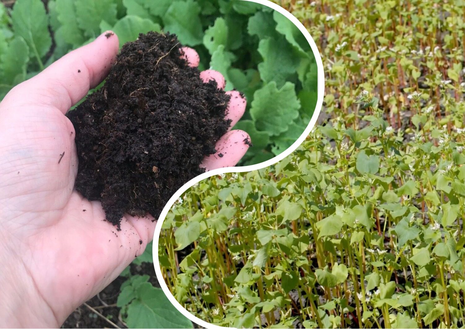 Городники розповіли, який сидерат найкраще розпушує ґрунт