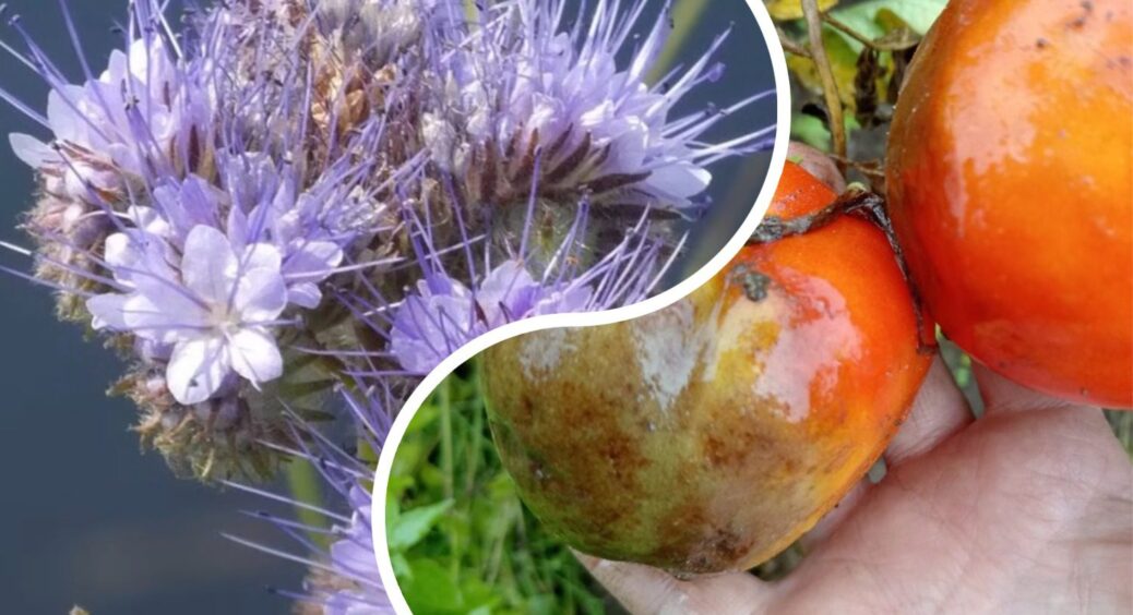 Дротяник і фітофтора “переїжджають”: маю 1 секрет, який використовую на городі після картоплі й помідорів 