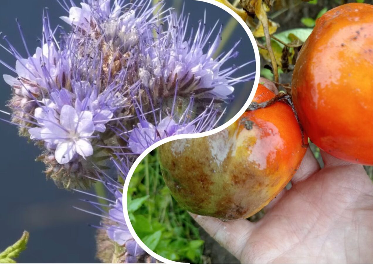 Городники розповіли, чим засіяти грядки після збору картоплі й томатів