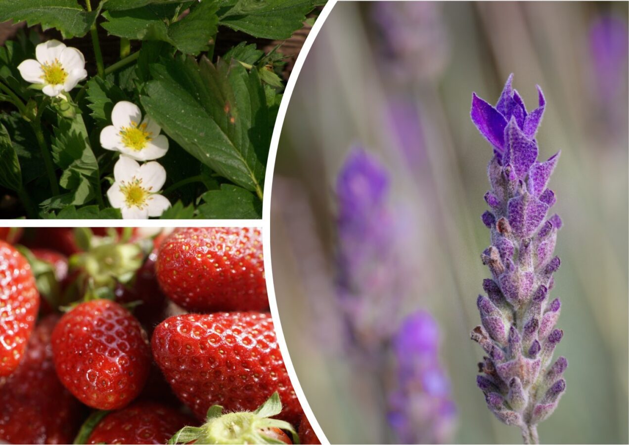 Садівники розповіли, яка культура покращує смак полуниці