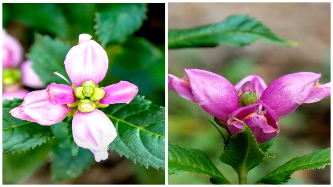 Садівники розповіли, яка рослина активно набирає популярності серед дачників