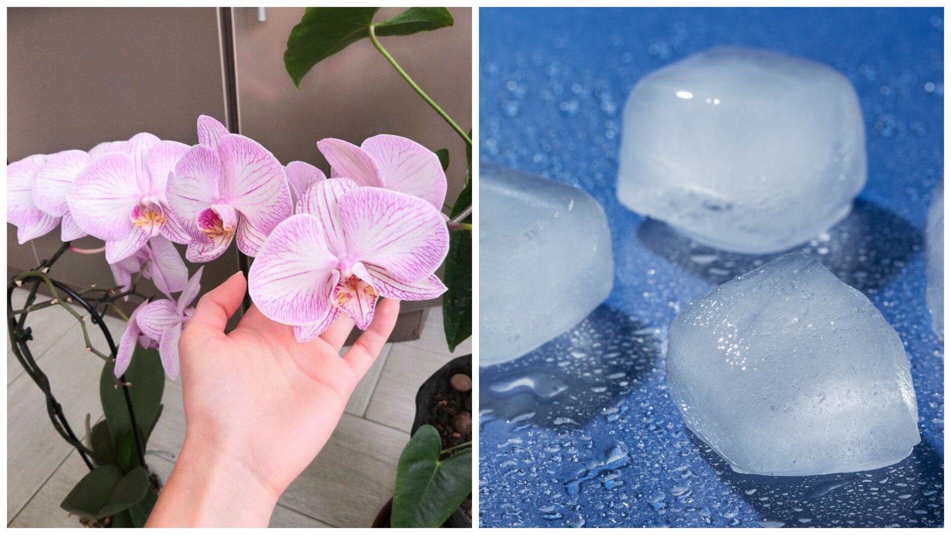 Квітникарі розповіли, чи корисний лід для орхідей