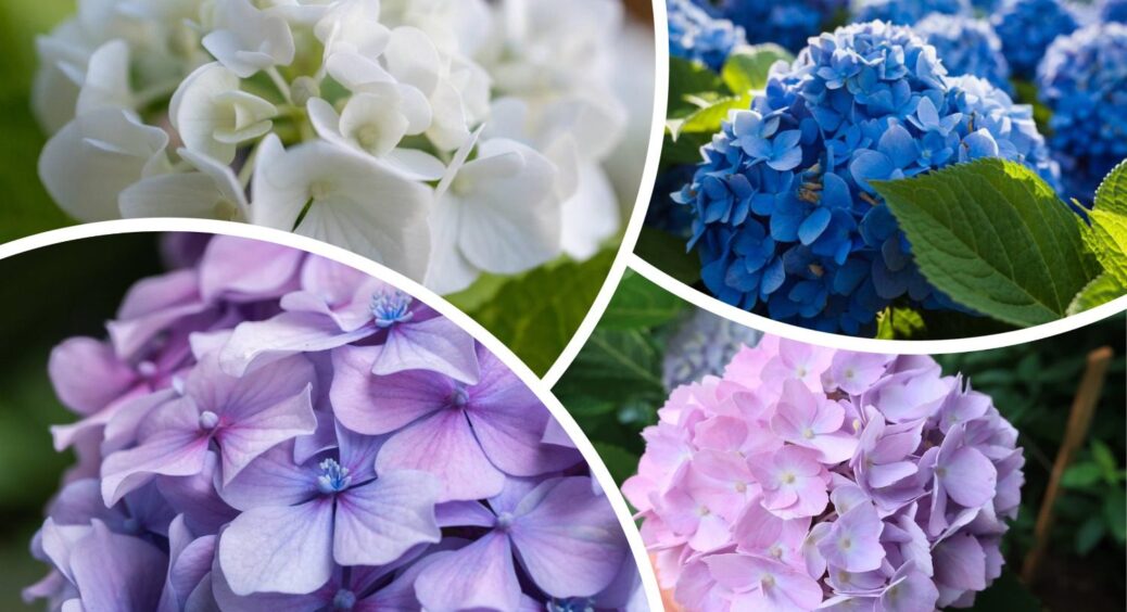 Синя, фіолетова, рожева: бабуся-флористка навчила мене міняти колір гортензії – просто коригую полив 
