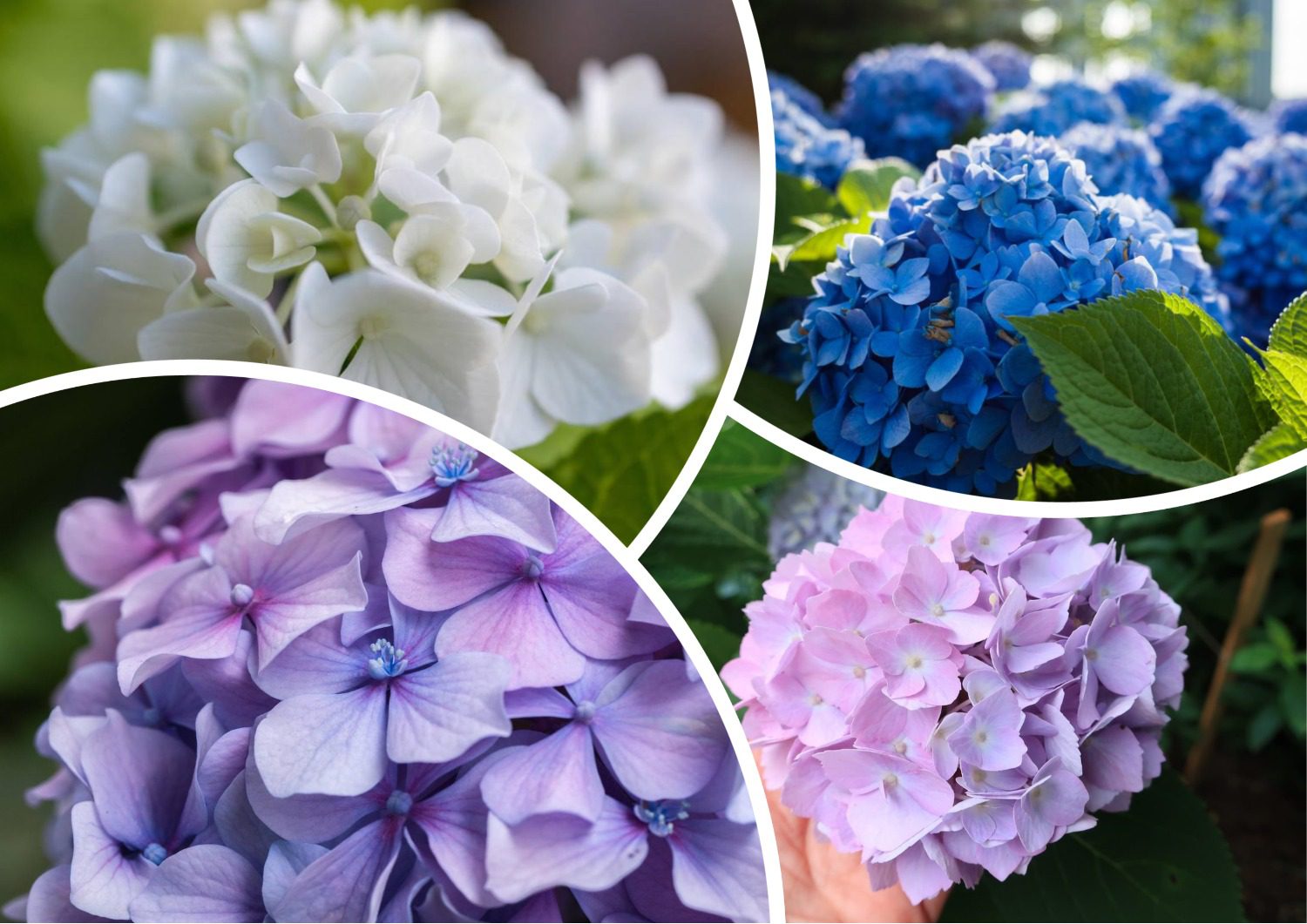 Садівники розповіли, як за допомогою поливу змінювати колір гортензій