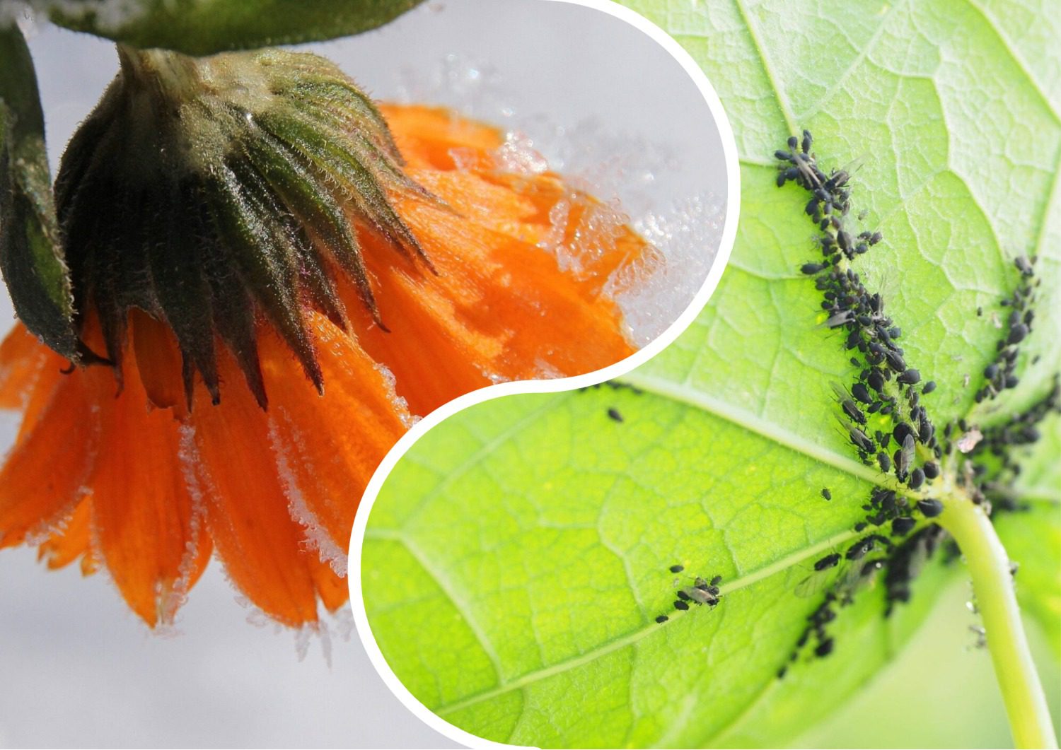 Садівники розповіли, яка рослина відлякує попелицю