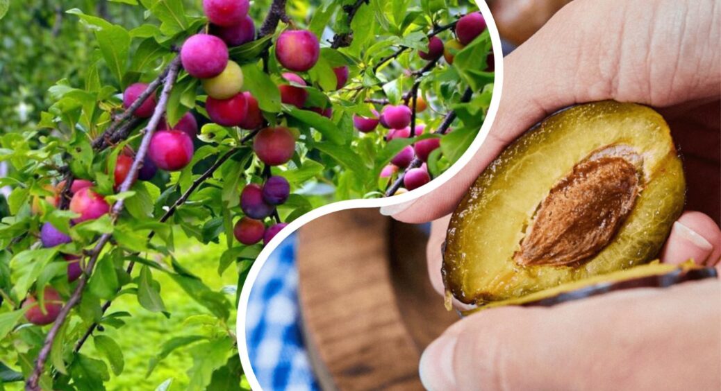 Хто як, а я вирощую сливу з кісточки: в саду вже 7 “велетнів” – з кожного дерева збираю по 4 відра плодів 