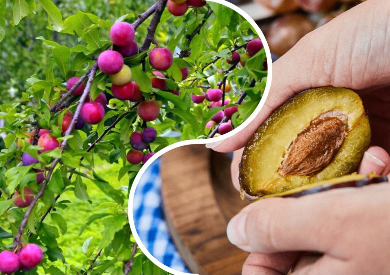 Садівники розповіли, як виростити сливове дерево з кісточки