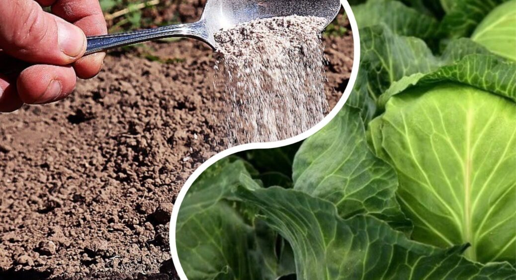 Лише 1 засіб здатен “всебічно” оновити ґрунт після капусти: почула в черзі на базар – і переконалась сама 
