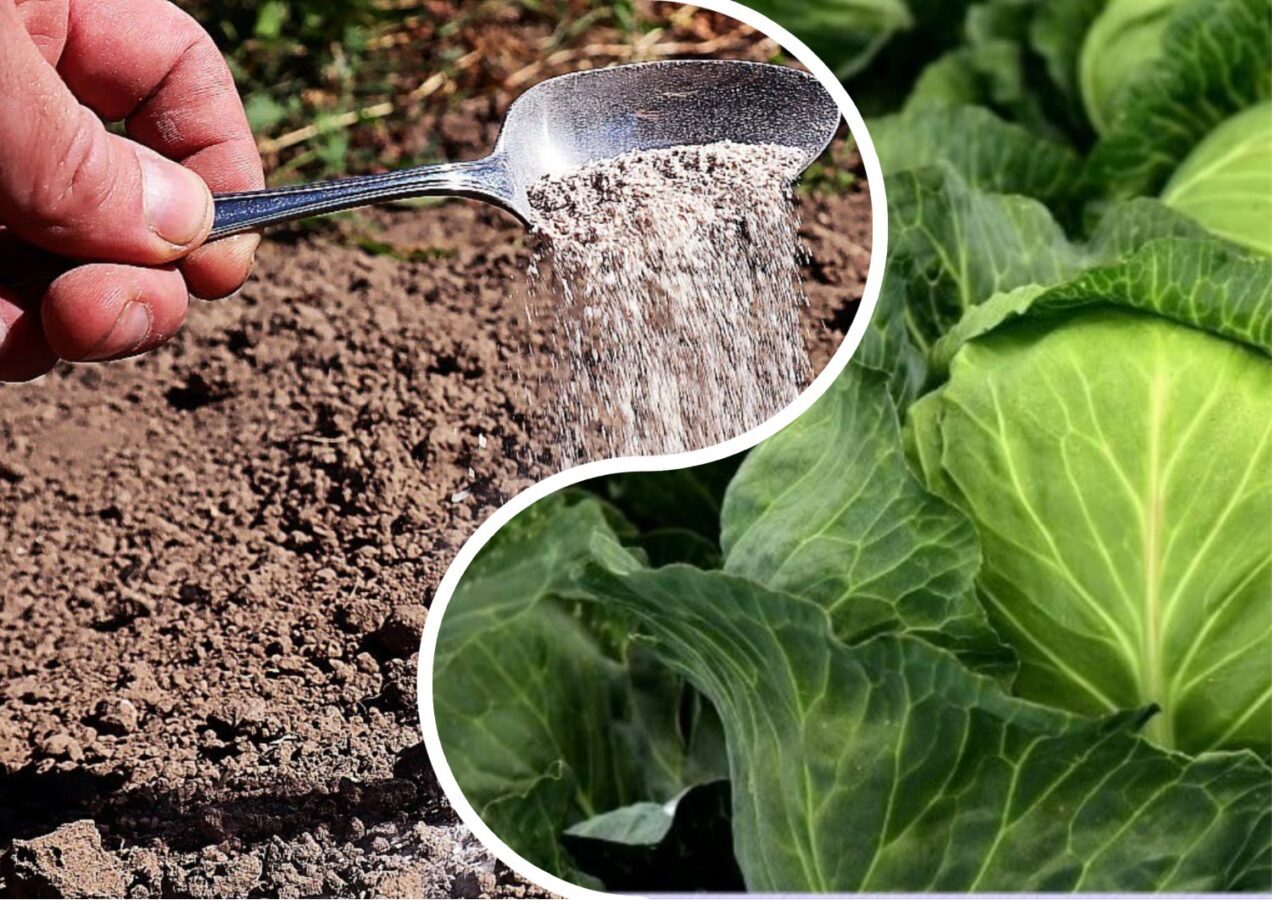 Городники розповіли, як відновити ґрунт після вирощування капусти