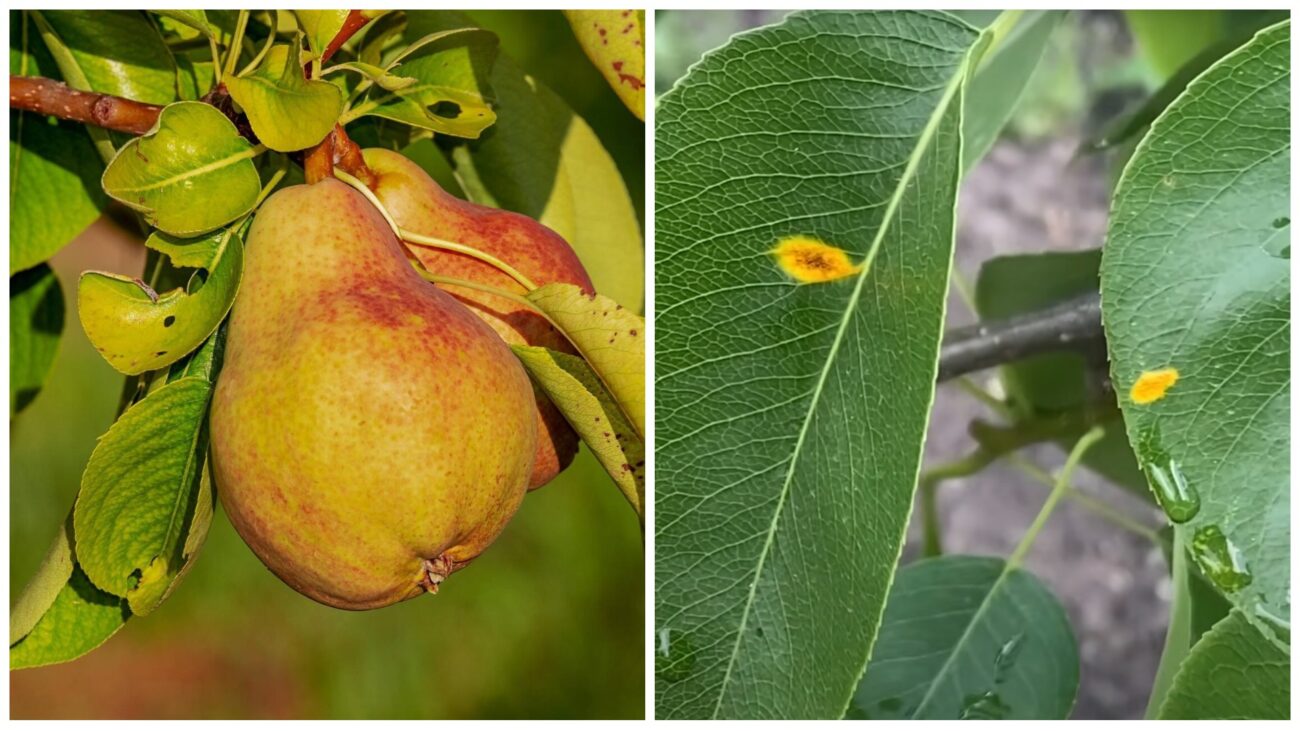 Садівники розповіли, чим обробити грушу від іржі