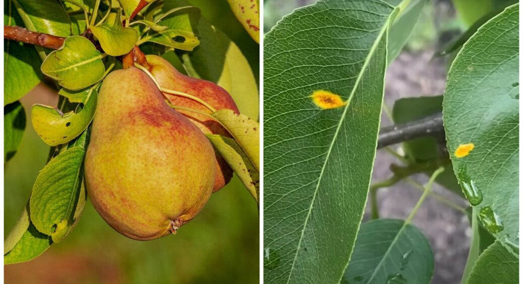 Іржа на грушах “йде” на вихід: використовую 1 “пекельну” суміш – і отримую ідеально здорові дерева 