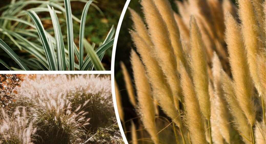 Маю список із 6 садових рослин, з якими завжди виникають проблеми: мій особистий “антиТОП” для саду 