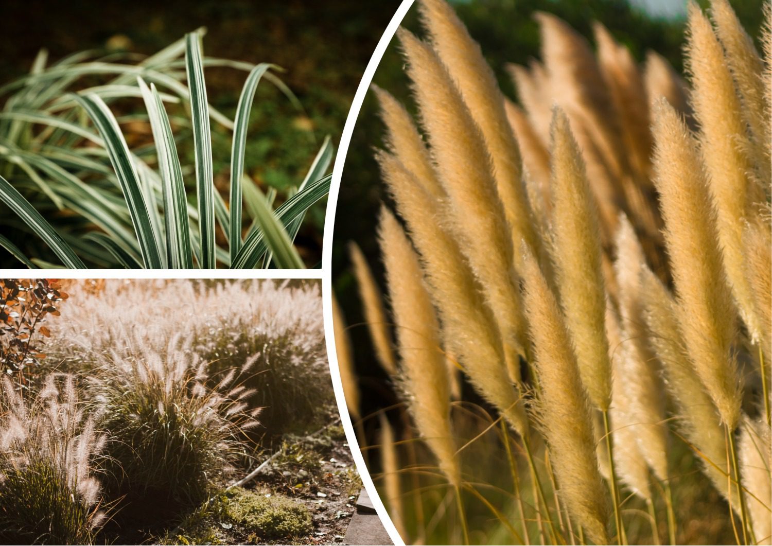 Садівники назвали рослини, які не варто вирощувати у саду