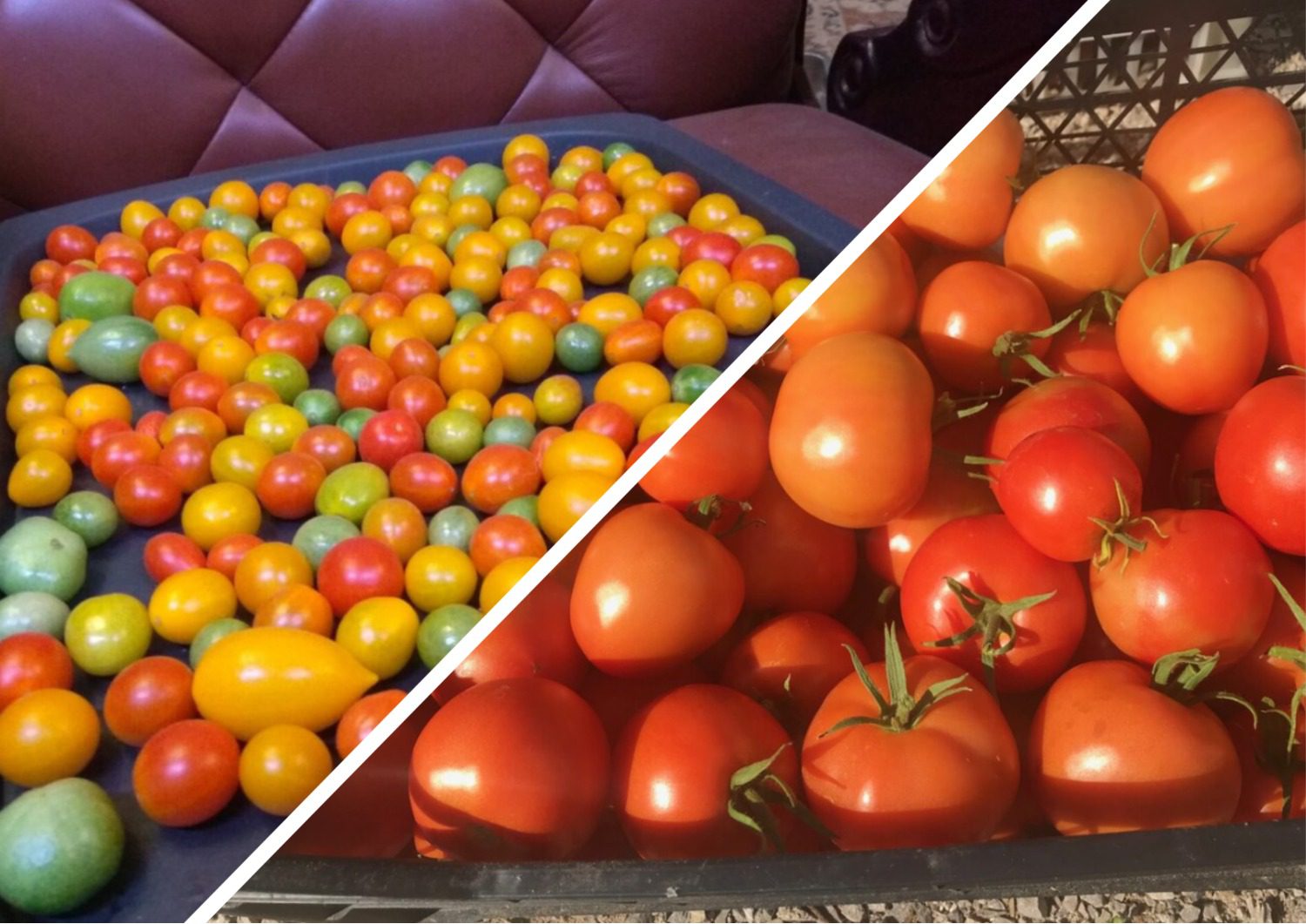 Як покращити смак томатів, які не дозріли