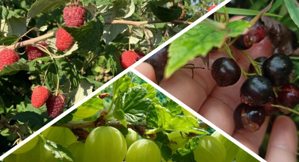 Малину, ожину та смородину восени не залишаю голодними: даю їм 2 смачних добрива й трошки “кінської енергії” 