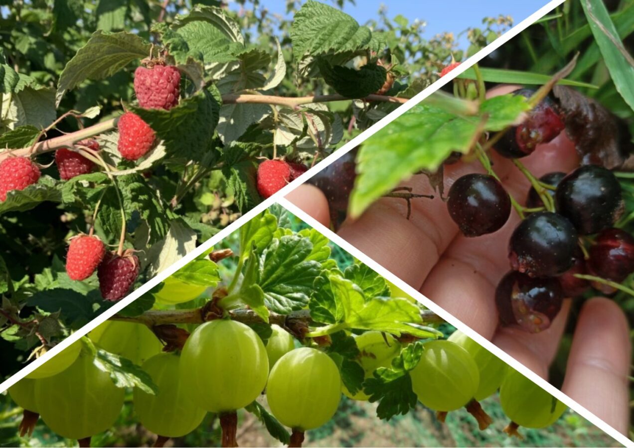 Садівники розповіли про осінню підгодівлю ягідних кущів