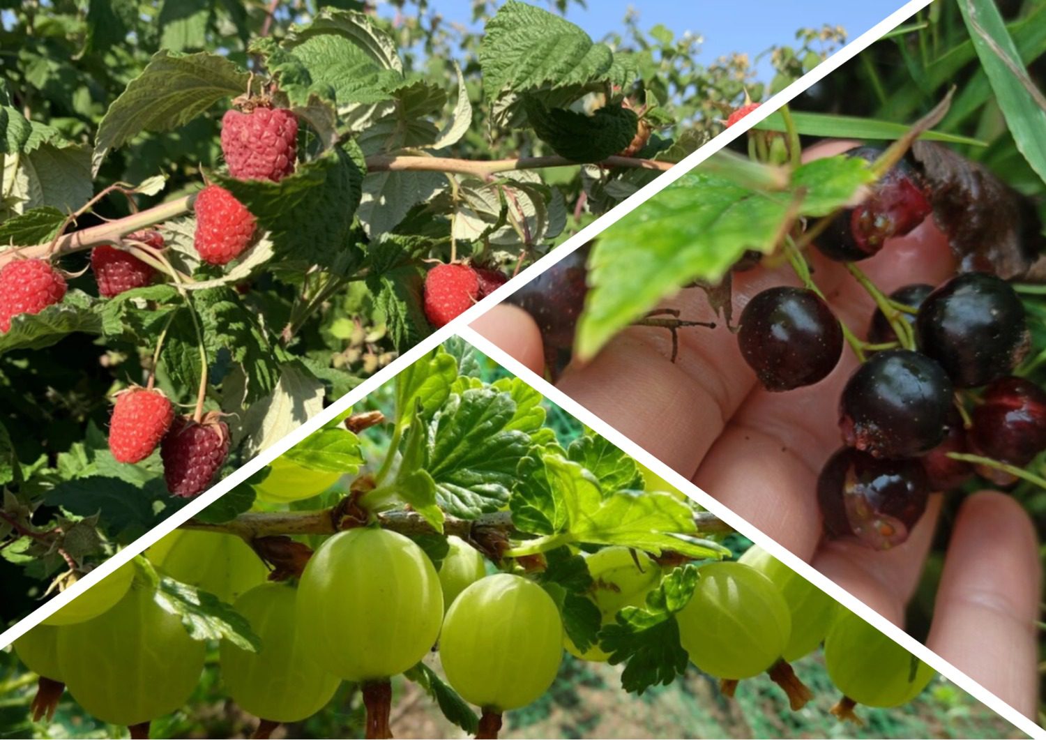 Садівники розповіли про осінню підгодівлю ягідних кущів