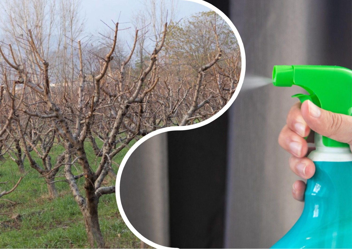 Як підготувати сад до зими