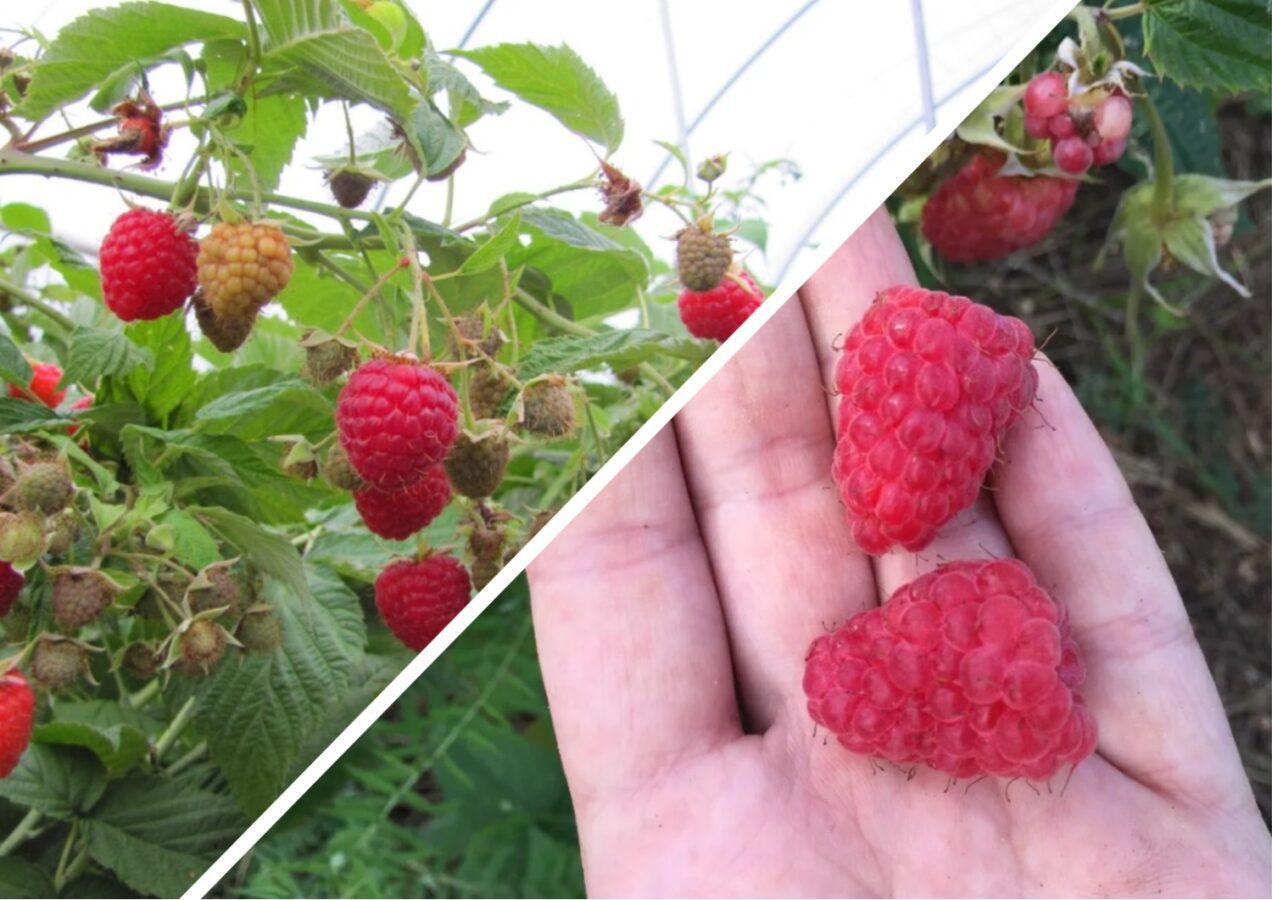 Городники розповіли, як підготувати малину до зимування 