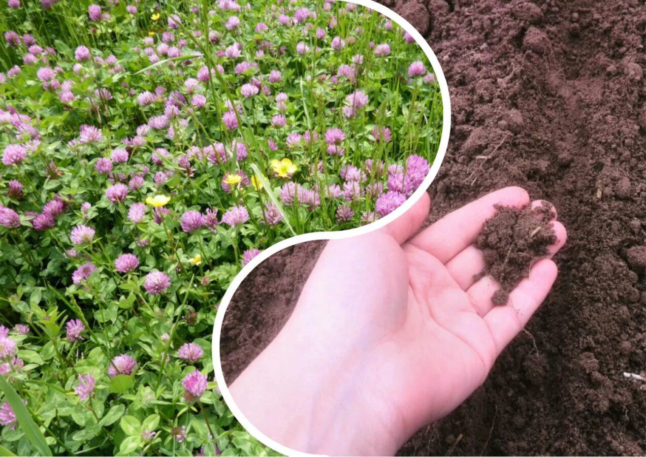 Городники розповіли, які сидерати в рази збільшують родючість ґрунту 