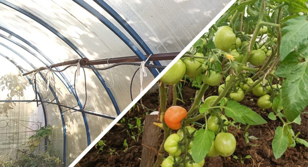 За 15 хвилин зробила “бар’єр” від фітофтори у теплиці: всі рослини цілі – підтверджено 5 друзями-дачниками 