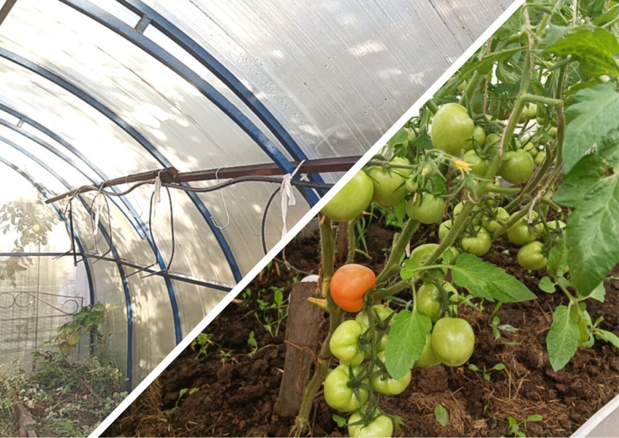 Як захистити теплицю від фітофтори