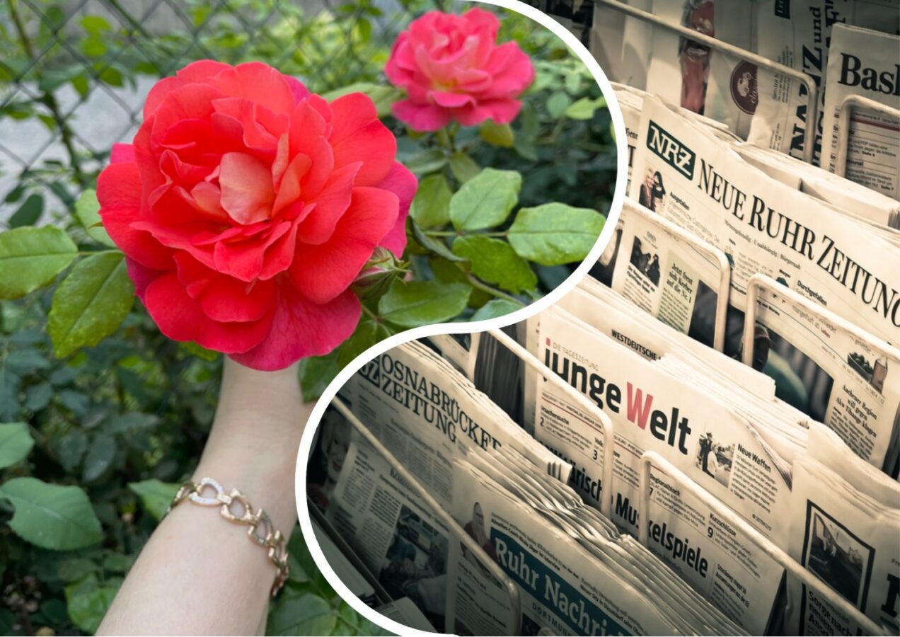 Як правильно укривати троянду на зиму