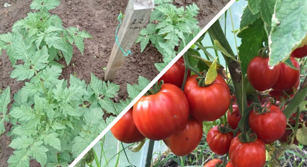 Ці 3 види томатів садила і буду садити: після 10 років експериментів обираю ті, що на смак – як мед 
