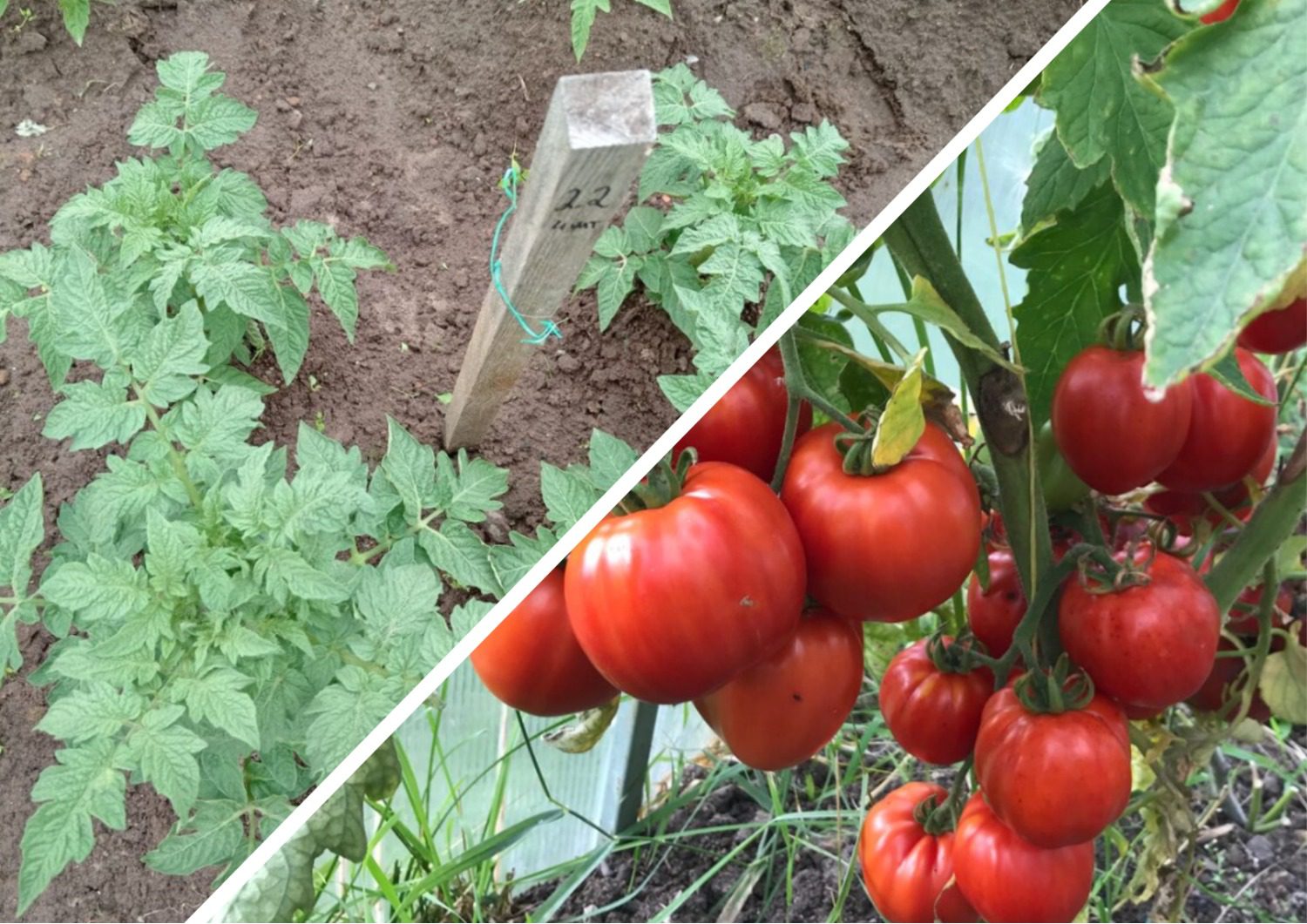 Експерти розповіли про найкращі врожайні сорти томатів