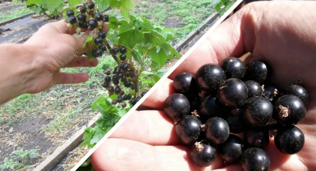 10 грамів під кущі – і смородина “засяє” життєвими силами: 2026 року врожай ягід гарантований 