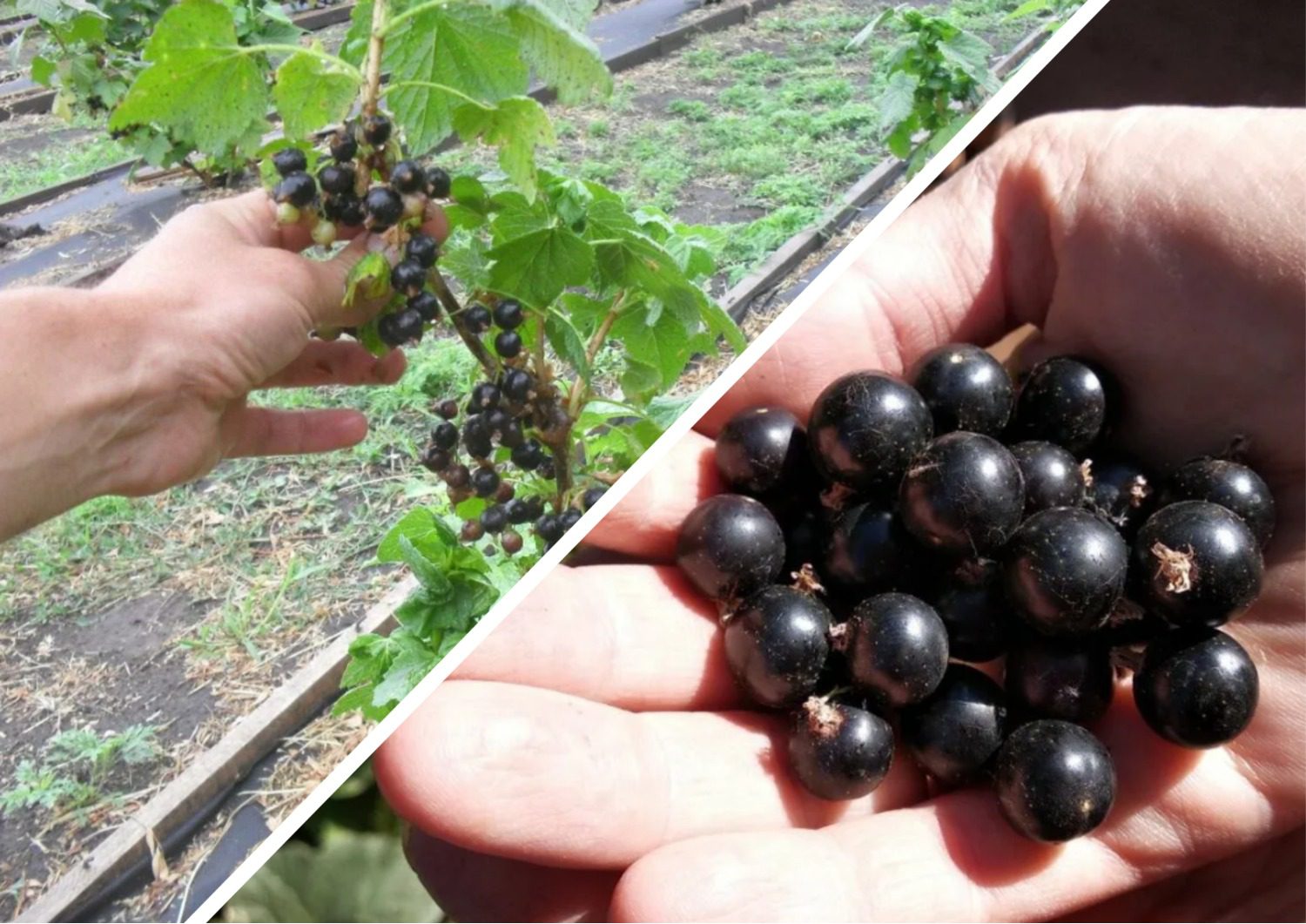 Експерти розповіли, як доглядати за смородиною у вересні