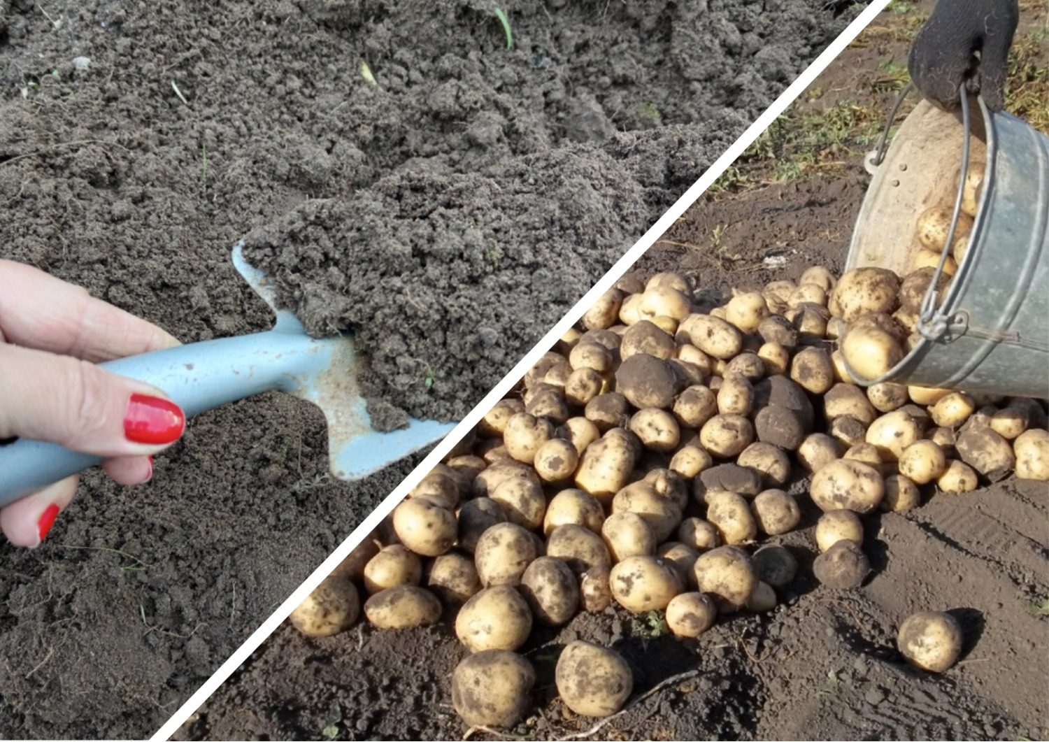 Городники розповіли, чим восени підживити ділянку, де весною буде рости картопля 