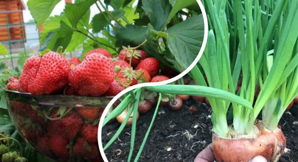 Цибуля + полуниця – ідеальні сусіди: посадила поруч, і врожай збільшився у 5 разів у кожної культури 