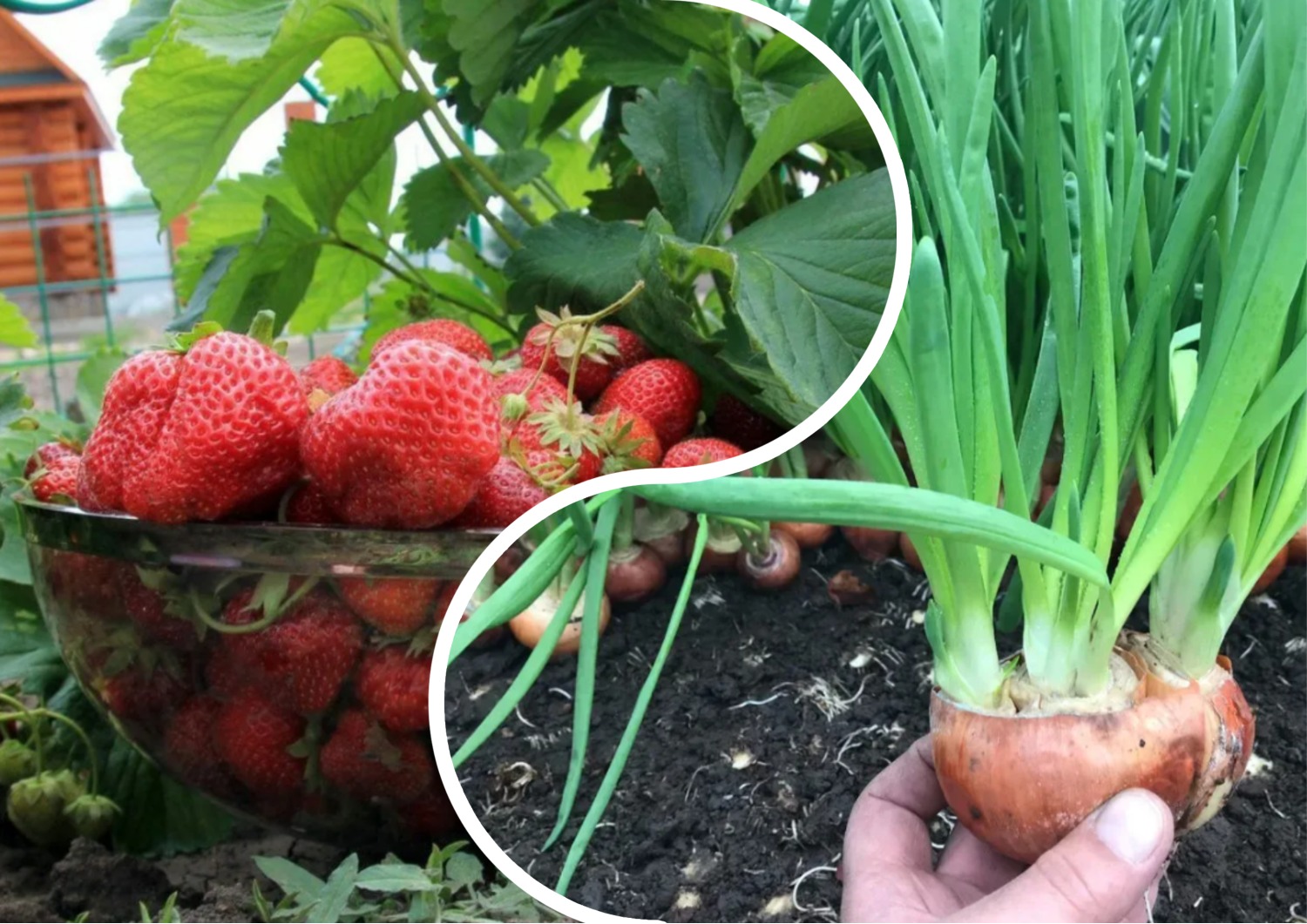 У чому користь спільного вирощування полуниці та цибулі