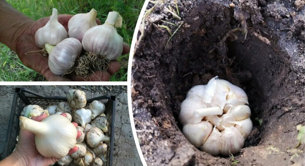 Мій озимий часник став гігантським: восени вношу “це” у грядки – зубки тепер розміром з кулак 