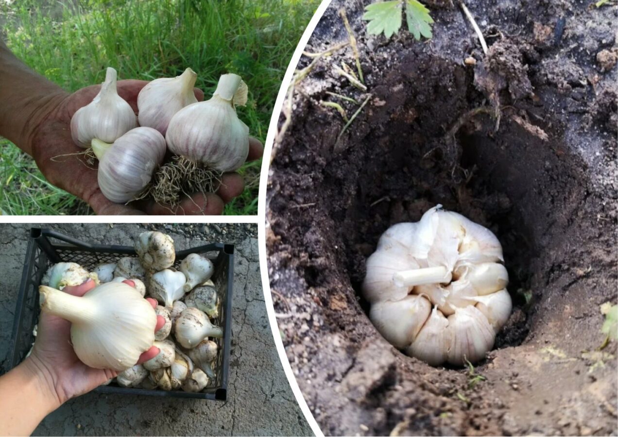 Експерти розповіли, чому озимому часнику потрібне живлення ще з осені