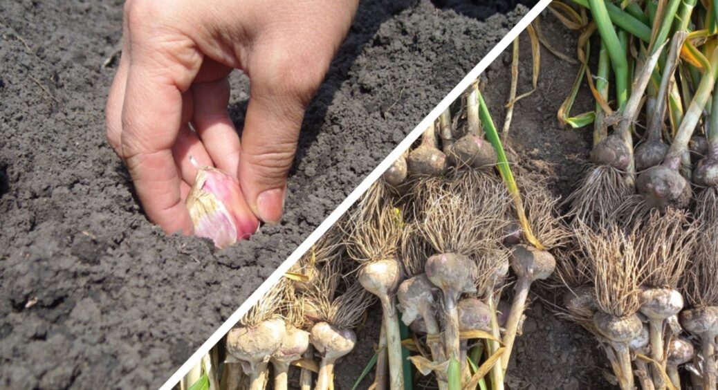 Ось чому він гниє, мерзне, чахне і псується: 3 помилки з озимим часником, через які залишитесь “з носом” 