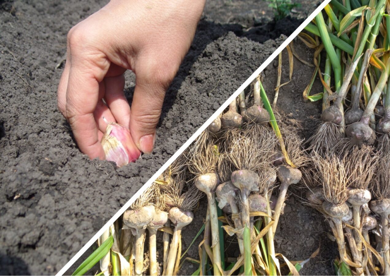 Експерти назвали головні помилки при підготовці часнику до посадки