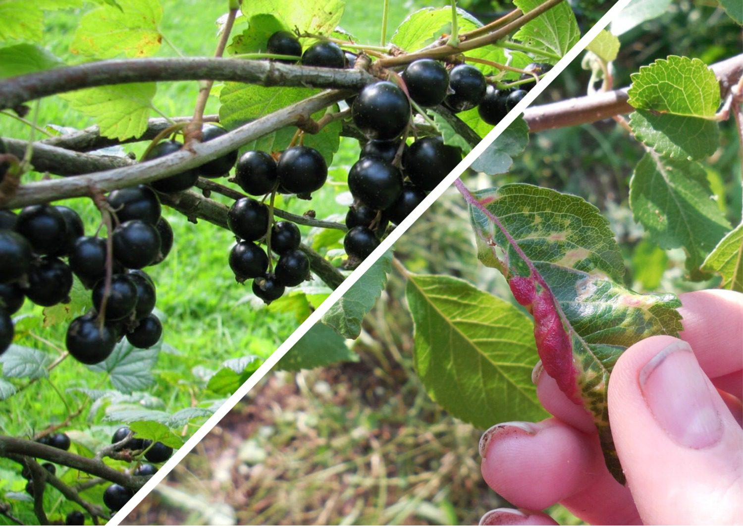 Як захистити смородину від шкідників восени