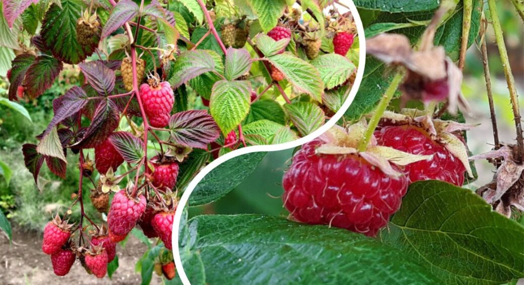 На малині ягоди ще дозрівають, але я починаю готувати її до “сну”: 1 хитрість, як полегшити кущам зиму 