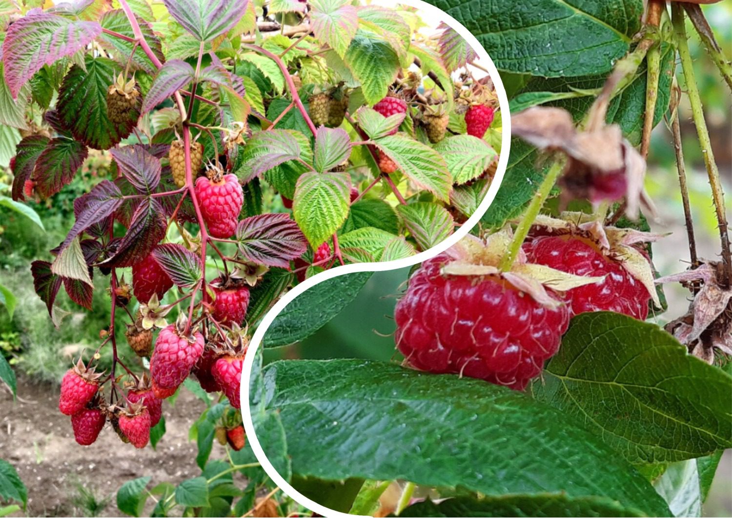 Як підготувати малину до зими