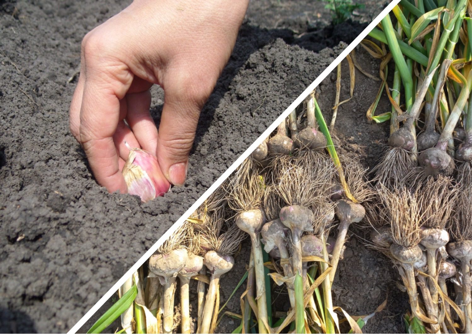 Експерти назвали головні помилки при підготовці часнику до посадки