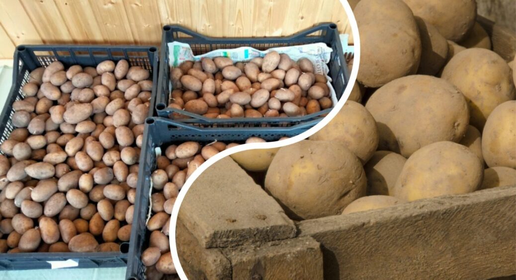 Ця помилка скорочує терміни зберігання картоплі на 37%: втрата смаку, тонка шкірка та гниль – гарантовані 
