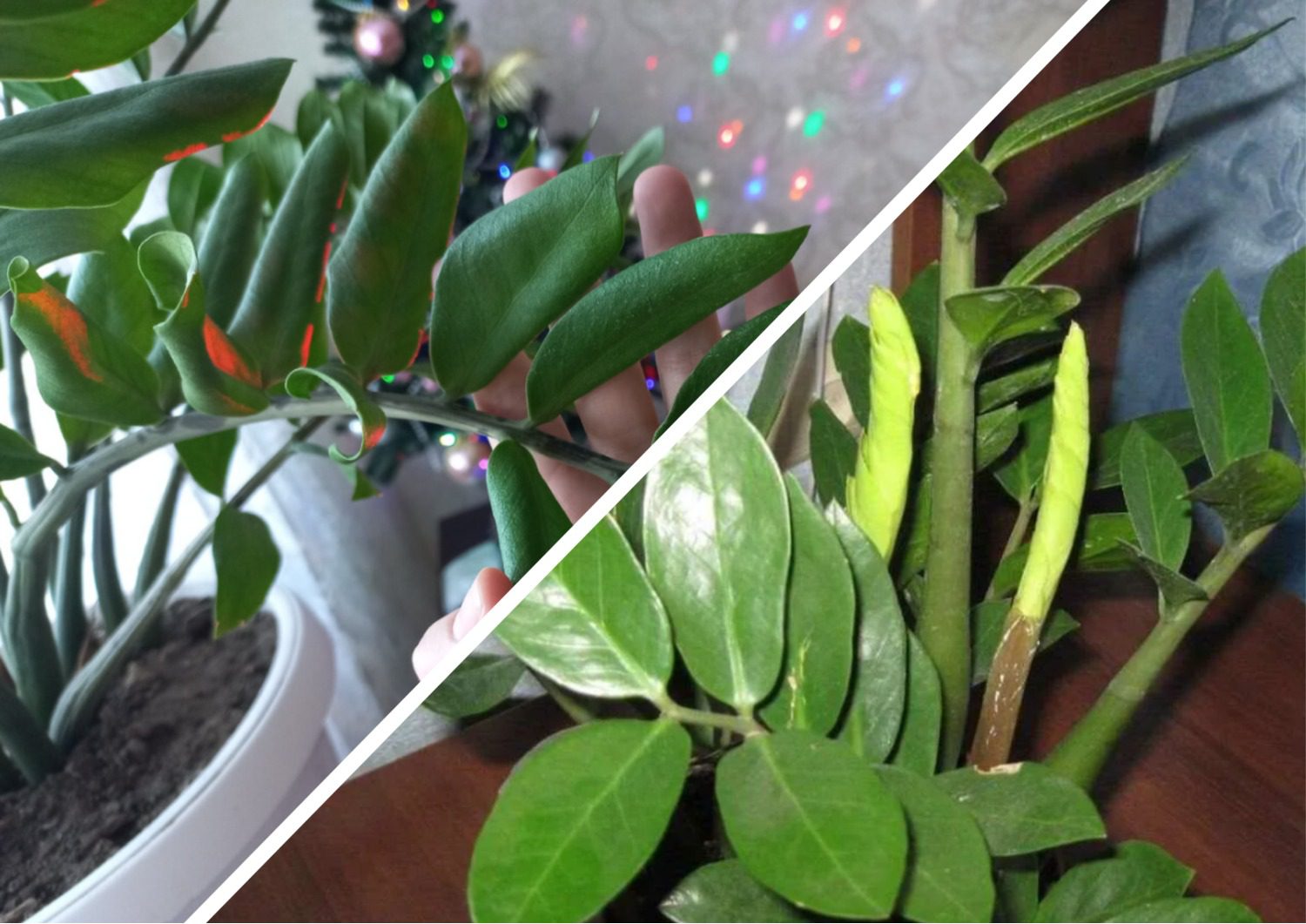 Яке добриво покращить цвітіння заміокулькаса