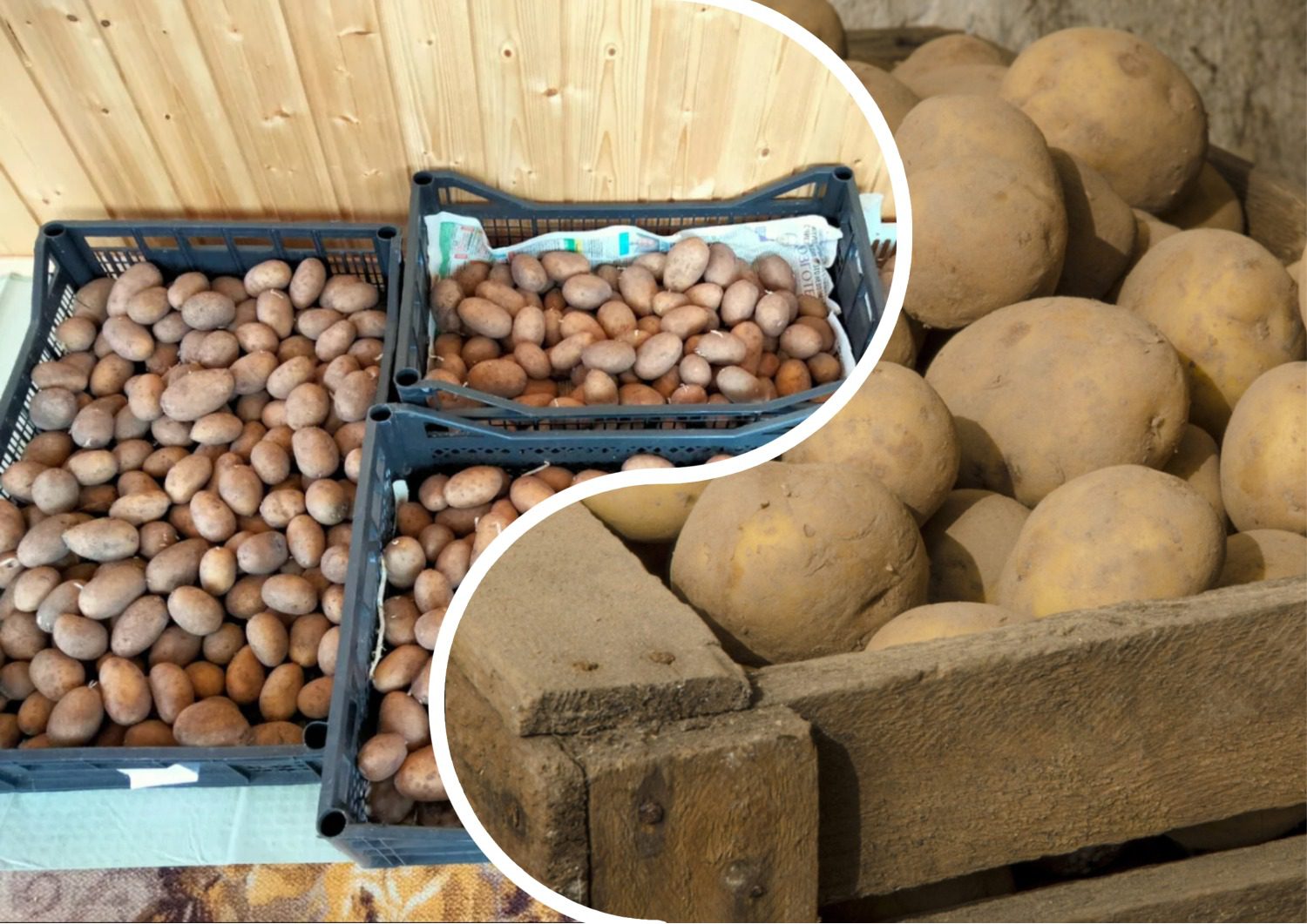 Експерти розповіли про помилку після збору врожаю картоплі 